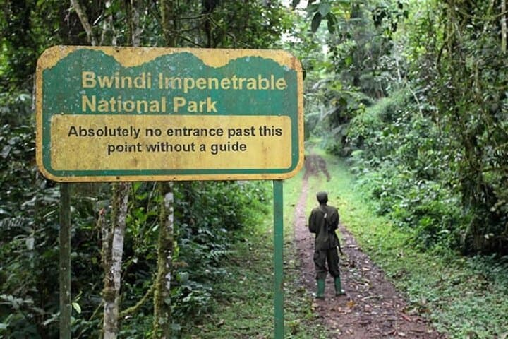 4-Day Private Gorilla Trekking in Bwindi Impenetrable Forest & Lake Bunyonyi photo 4