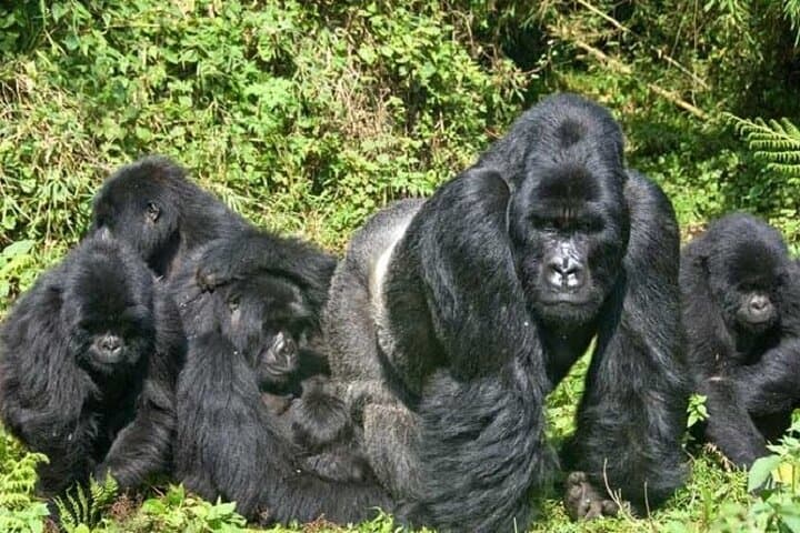 4-Day Private Gorilla Trekking in Bwindi Impenetrable Forest & Lake Bunyonyi