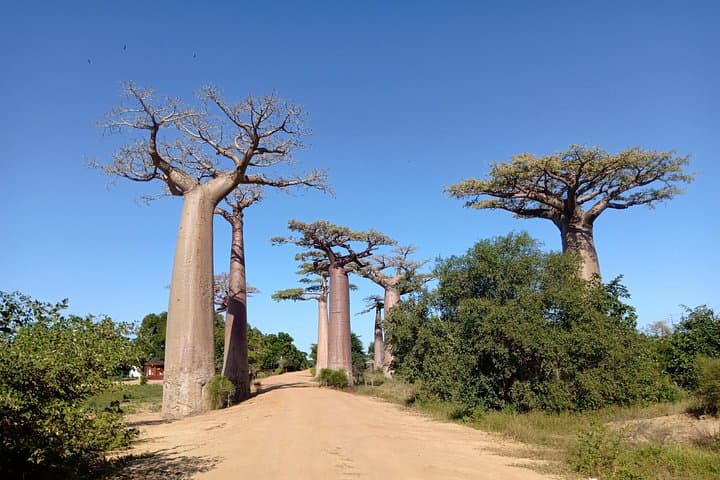 10-Day Tsiribihina River Trip — Tsingy de Bemaraha & Baobab Avenue Adventure photo 2