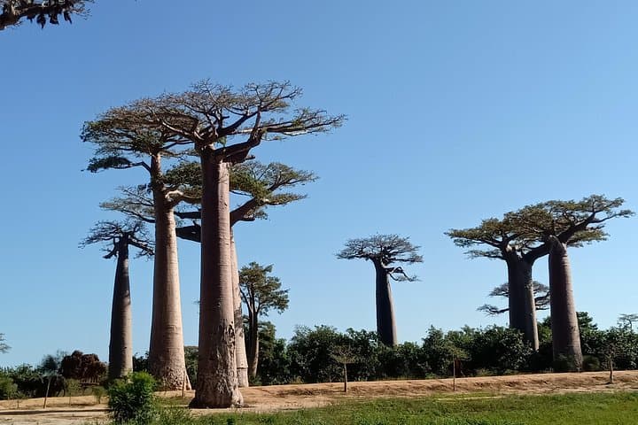 10-Day Tsiribihina River Trip — Tsingy de Bemaraha & Baobab Avenue Adventure photo 3