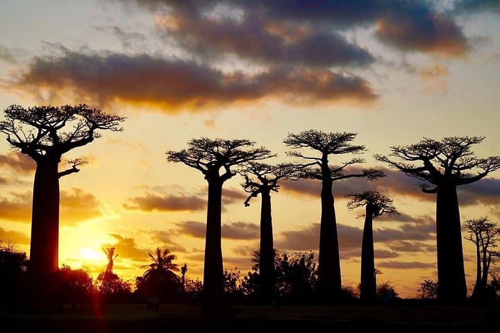 10-Day Tsiribihina River Trip — Tsingy de Bemaraha & Baobab Avenue Adventure photo 4