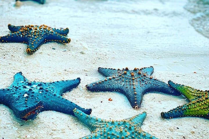 Zanzibar Full-Day: Starfish Beach, Blue Lagoon Snorkel, Kuza & Salaam Caves
