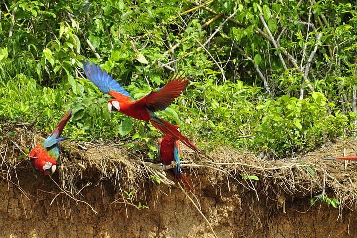 Private 4-Day Manu National Park Jungle Lodge & Wildlife Tour from Cusco photo 4