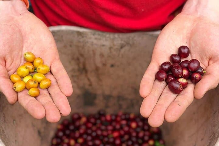 Hike Cocora Valley & Coffee Farm Day Tour from Salento photo 3