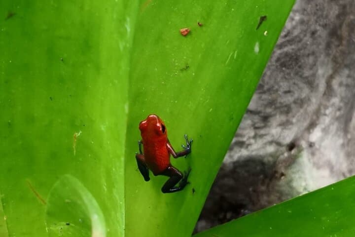 Tortuguero National Park Day Trip from San José — Rainforest Canals & Turtle Nesting photo 4