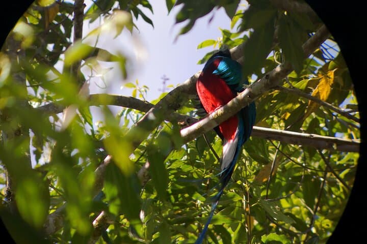 Cloud-Forest Birding: Quetzal & Scarlet Macaws in San Gerardo de Dota photo 4