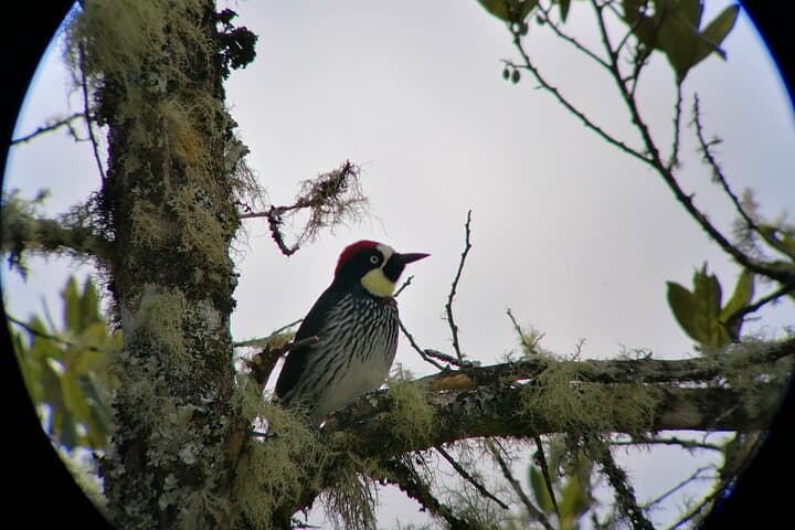 Cloud-Forest Birding: Quetzal & Scarlet Macaws in San Gerardo de Dota photo 3