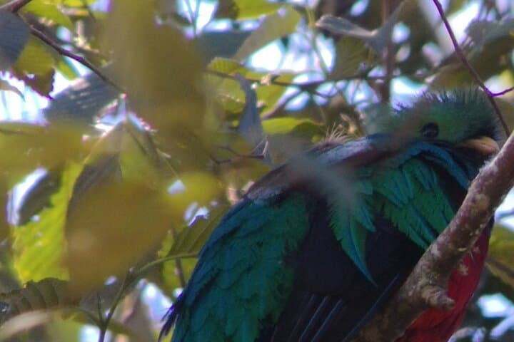 Cloud-Forest Birding: Quetzal & Scarlet Macaws in San Gerardo de Dota photo 2