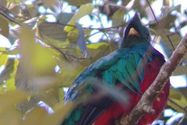 Cloud-Forest Birding: Quetzal & Scarlet Macaws in San Gerardo de Dota