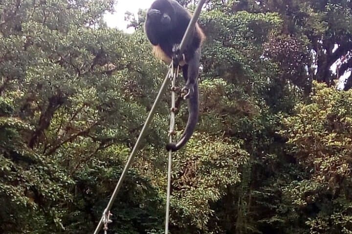 Full-Day Monteverde Cloud Forest: Canopy Zipline, Hummingbirds & Reptiles from San José photo 4