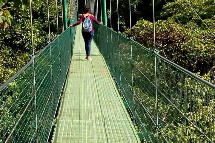 Full-Day Monteverde Cloud Forest: Canopy Zipline, Hummingbirds & Reptiles from San José photo 5