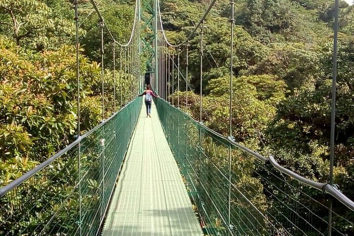 Full-Day Monteverde Cloud Forest: Canopy Zipline, Hummingbirds & Reptiles from San José