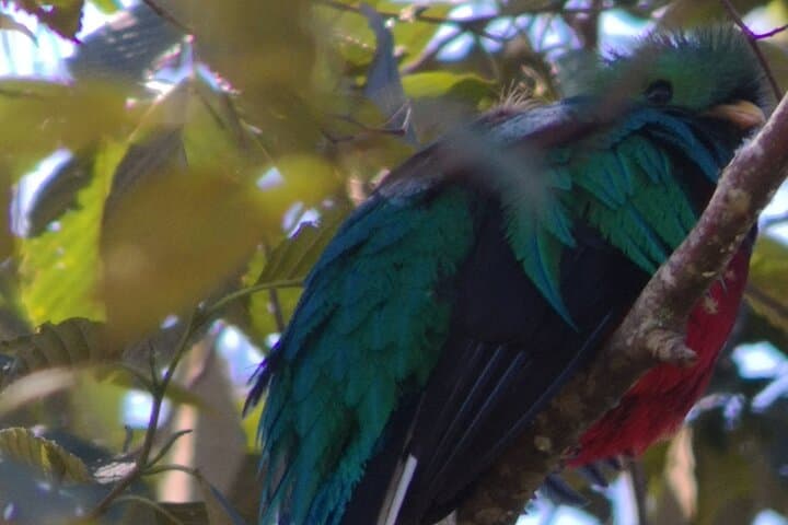 Cloud-Forest Birding in San Gerardo de Dota: Quetzals & Hummingbirds Day Tour from San José