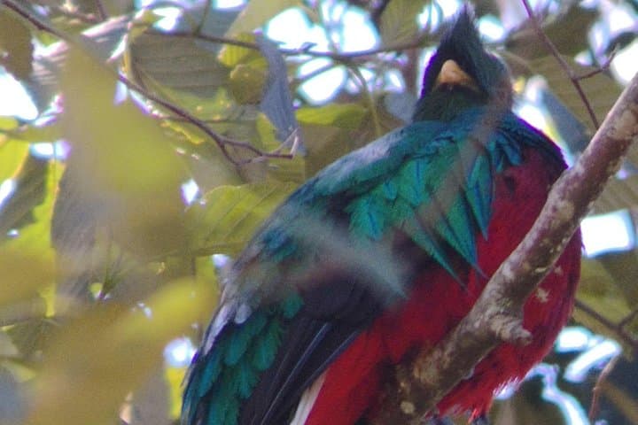 Full-Day Hiking & Bird Watching at Savegre River and Los Quetzales — San Gerardo de Dota photo 3