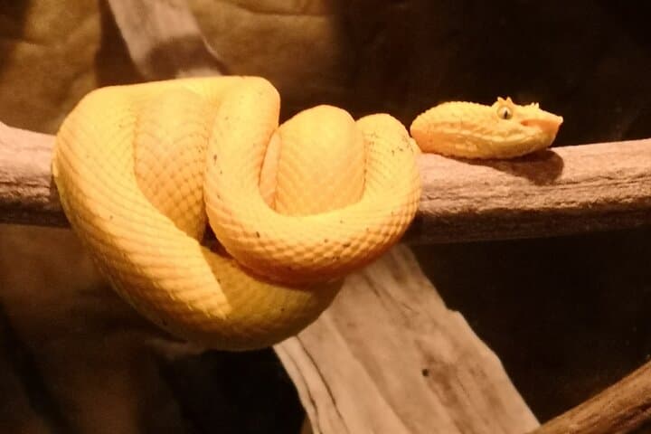 Monteverde Night Hike: Santa Elena Cloud Forest Wildlife After Dark photo 4