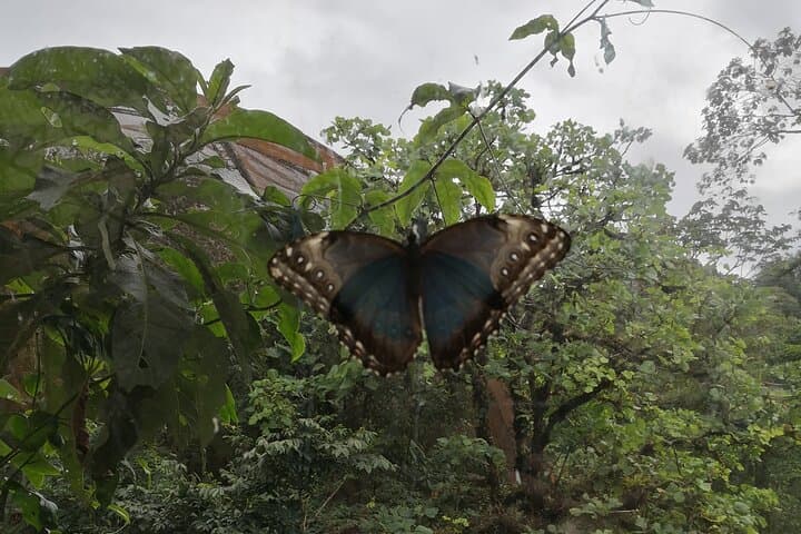 Monteverde Night Hike: Santa Elena Cloud Forest Wildlife After Dark photo 3