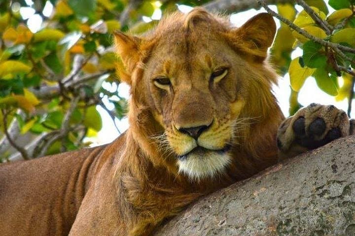 3-Day Queen Elizabeth Safari from Kampala — Tree-Climbing Lions & Kazinga Channel Cruise photo 4