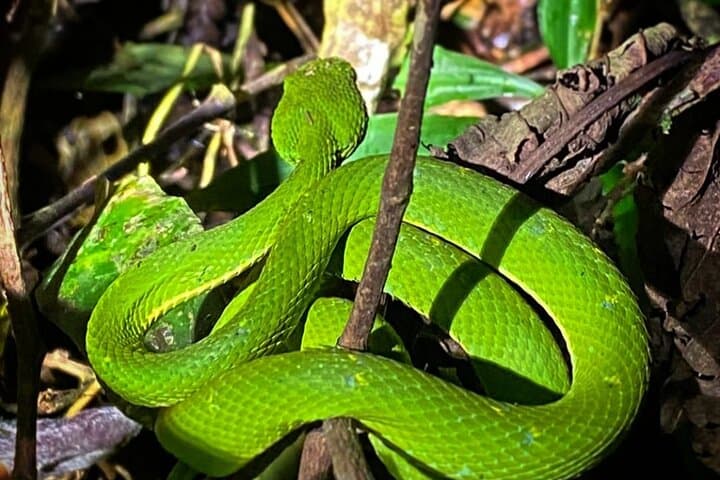 Monteverde Night Hike: Santa Elena Cloud Forest Wildlife After Dark