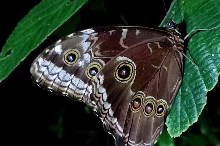 Monteverde Night Hike: Santa Elena Cloud Forest Wildlife After Dark photo 2