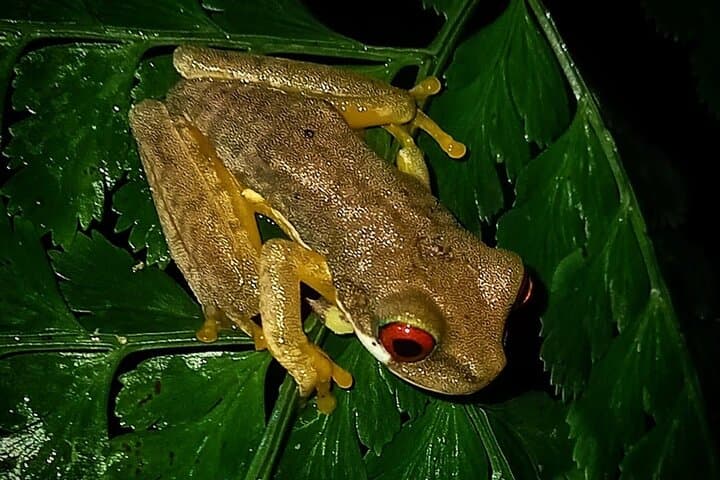 Monteverde Night Hike: Santa Elena Cloud Forest Wildlife After Dark photo 5