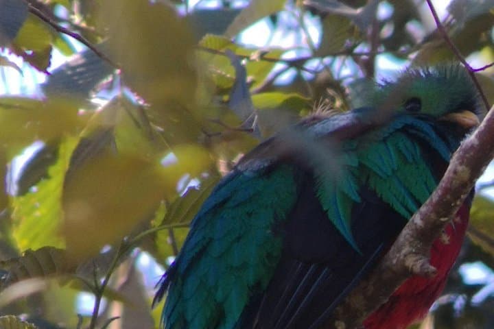 Full-Day Hiking & Bird Watching at Savegre River and Los Quetzales — San Gerardo de Dota
