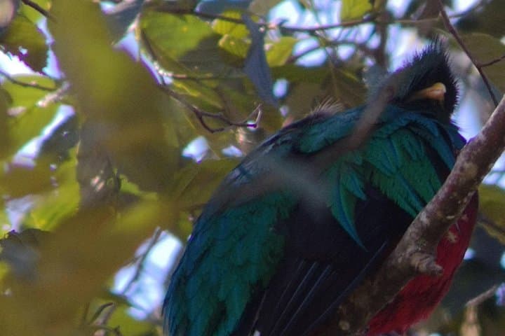 Full-Day Hiking & Bird Watching at Savegre River and Los Quetzales — San Gerardo de Dota photo 2