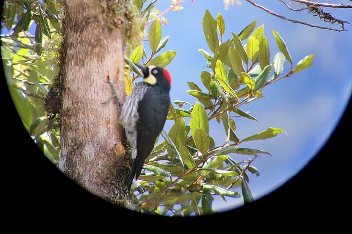 Full-Day Hiking & Bird Watching at Savegre River and Los Quetzales — San Gerardo de Dota photo 4