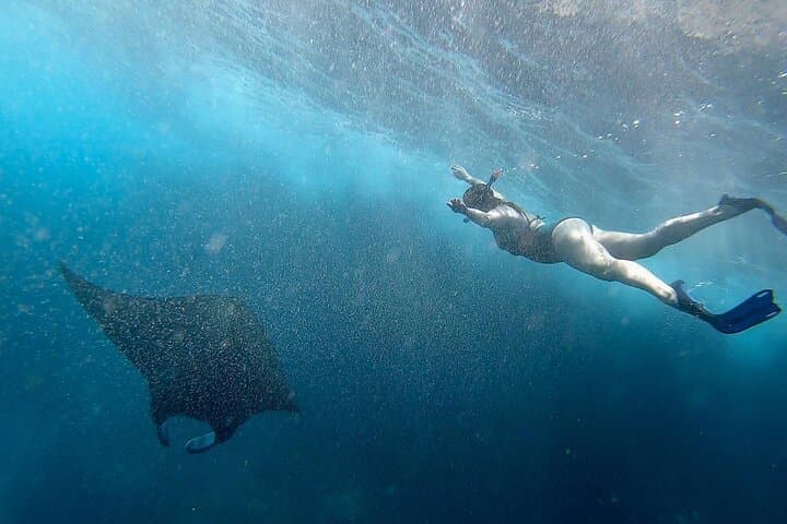 Snorkeling with Manta Rays from Maafushi: South Malé Atoll Encounter photo 4