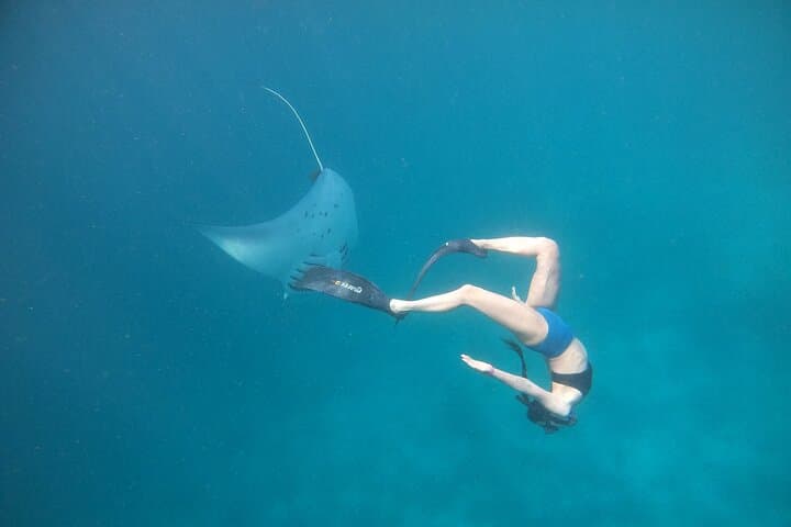 Snorkeling with Manta Rays from Maafushi: South Malé Atoll Encounter photo 6