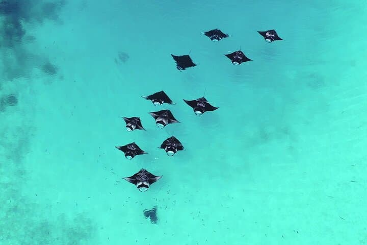 Snorkeling with Manta Rays from Maafushi: South Malé Atoll Encounter photo 5