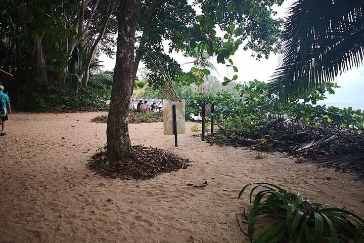 Cahuita National Park Half-Day Wildlife Hike — Sloths, Monkeys & Coral Reef photo 3