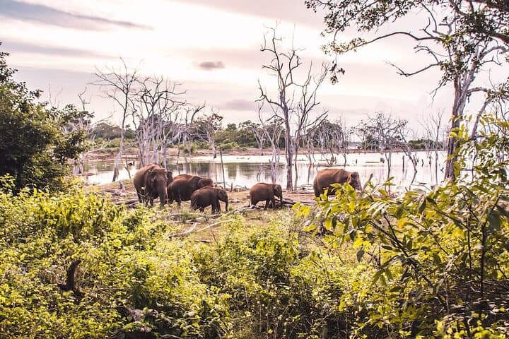 4-Day Private Driver Tour Sri Lanka — Colombo to Kandy, Nuwara Eliya & Ella photo 6