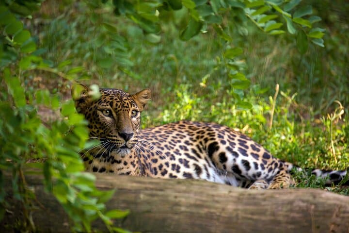 Wilpattu National Park and Anuradhapura: 2-Day Wildlife & Temple Tour from Colombo