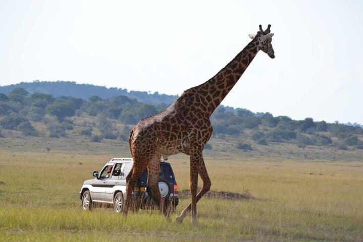 One-Day Akagera Big Five Safari from Kigali — Private Game Drive with Lunch photo 5