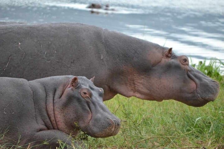 One-Day Akagera Big Five Safari from Kigali — Private Game Drive with Lunch photo 6
