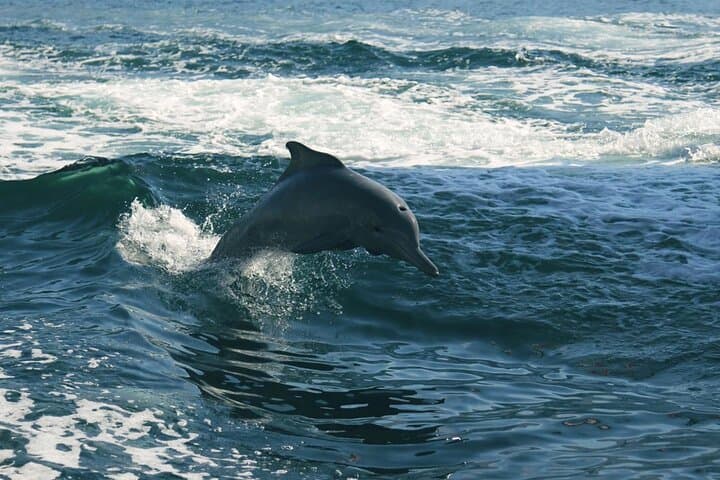 Sunset Dolphin Watching Boat Tour from Vrsar — Evening Dolphin Cruise in Istria photo 5