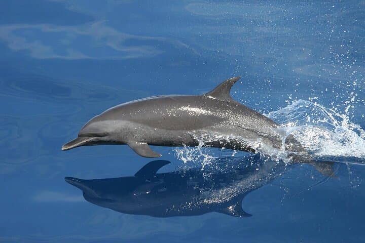 Sunset Dolphin Watching Boat Tour from Vrsar — Evening Dolphin Cruise in Istria