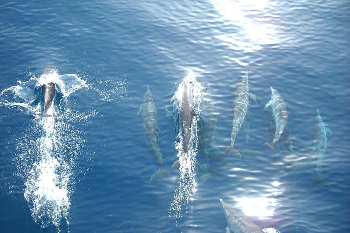 Sunset Dolphin Watching Boat Tour from Vrsar — Evening Dolphin Cruise in Istria photo 3