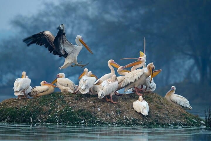 Keoladeo National Park Day Tour from Agra to Jaipur — Birdwatching & Abhaneri Stepwell photo 1