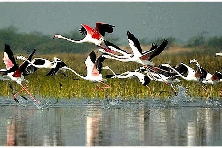 Keoladeo National Park Day Tour from Agra to Jaipur — Birdwatching & Abhaneri Stepwell photo 3