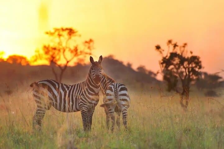 Sipi Falls & Kidepo Wildlife: 5-Day Uganda Safari and Hike photo 2