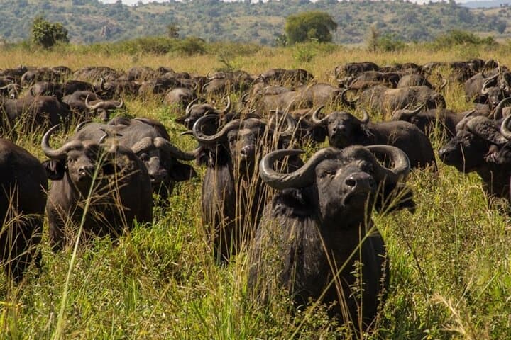 Sipi Falls & Kidepo Wildlife: 5-Day Uganda Safari and Hike