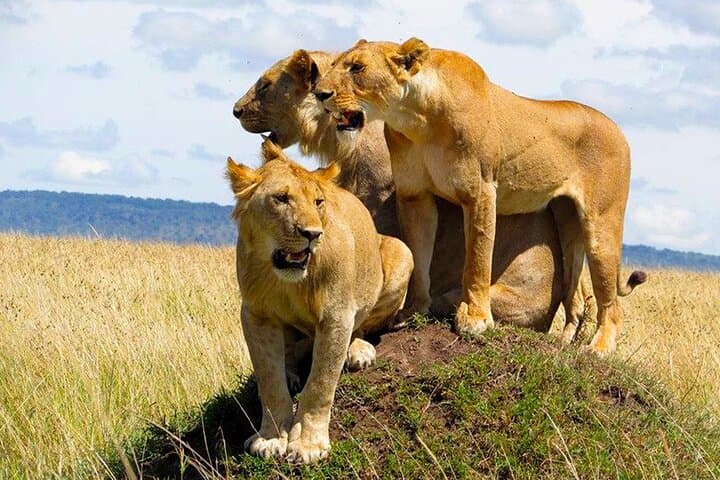 Sipi Falls & Kidepo Wildlife: 5-Day Uganda Safari and Hike photo 4