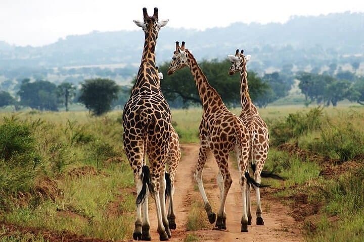 Sipi Falls & Kidepo Wildlife: 5-Day Uganda Safari and Hike photo 5