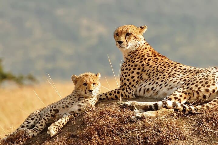 Sipi Falls & Kidepo Wildlife: 5-Day Uganda Safari and Hike photo 6