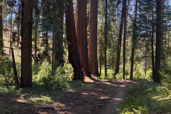 Kings Canyon Day Tour: Grant Grove Sequoias & Canyon Highlights