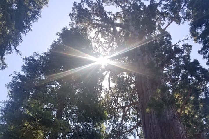 Kings Canyon Day Tour: Grant Grove Sequoias & Canyon Highlights photo 2