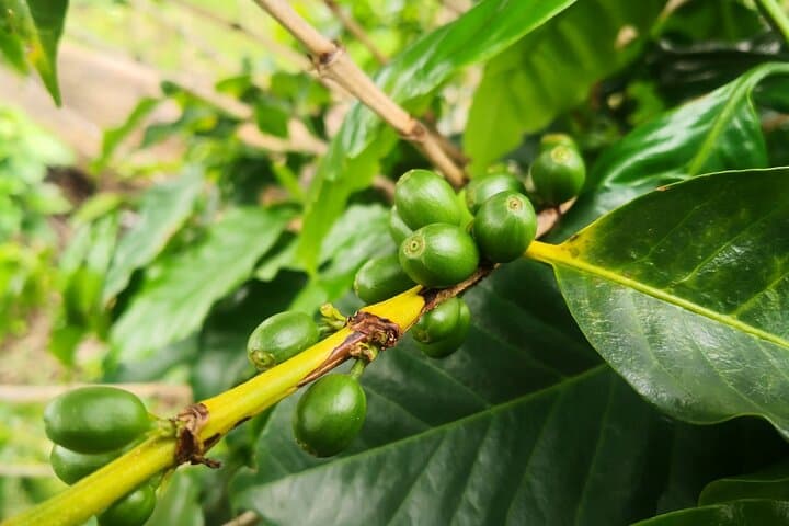Monteverde Coffee & Chocolate Walking Tour: Tasting, Trails, and Views photo 2