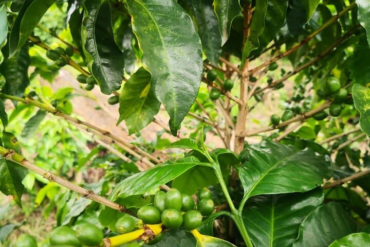 Monteverde Coffee & Chocolate Walking Tour: Tasting, Trails, and Views photo 5