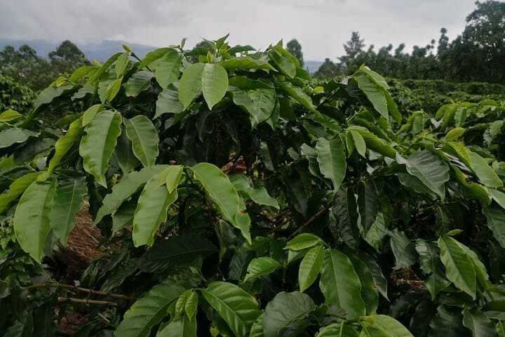 Monteverde Coffee & Chocolate Walking Tour: Tasting, Trails, and Views photo 6